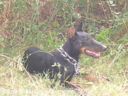 şiva Dişi Doberman Pinscher