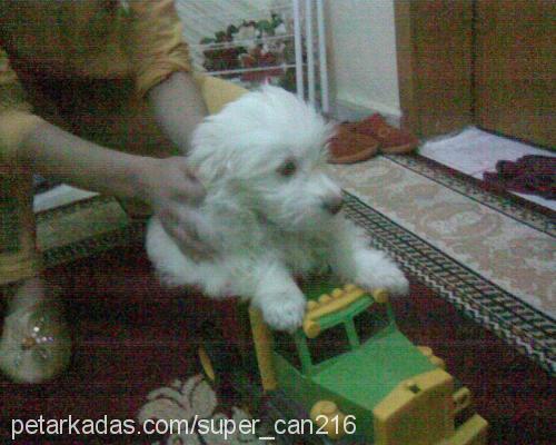 köpük Erkek West Highland White Terrier