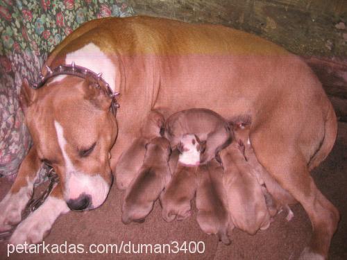 nİna Dişi Amerikan Pitbull Terrier