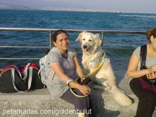 bulut Erkek Golden Retriever