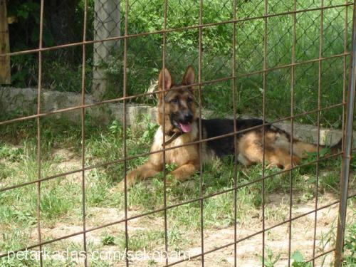 eychavonolympos Dişi Alman Çoban Köpeği