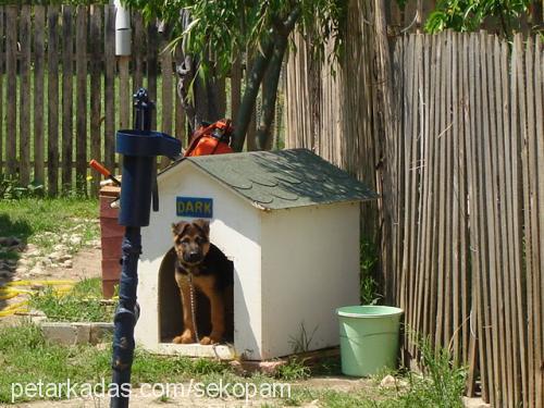 dark Erkek Alman Çoban Köpeği