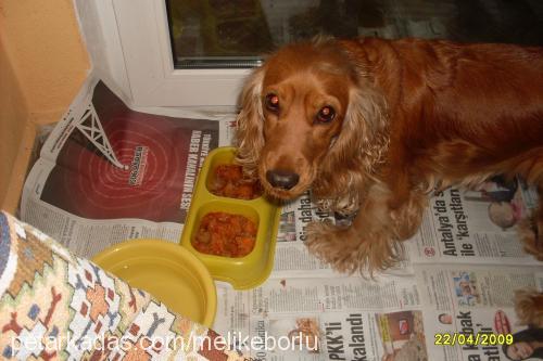 pittyyy Dişi Amerikan Cocker Spaniel