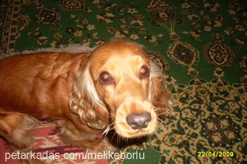 pittyyy Dişi Amerikan Cocker Spaniel