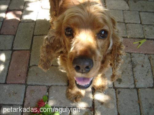 çilek Dişi Amerikan Cocker Spaniel