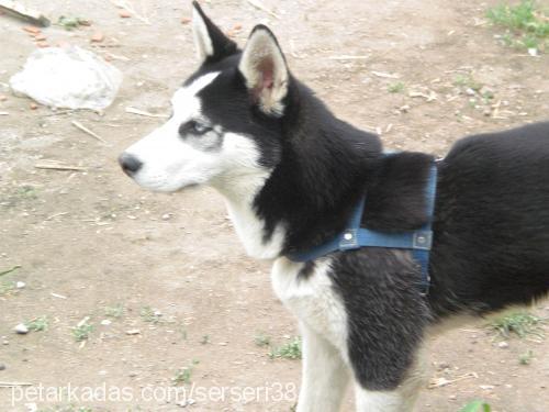 carlos Erkek Alaskan Malamute