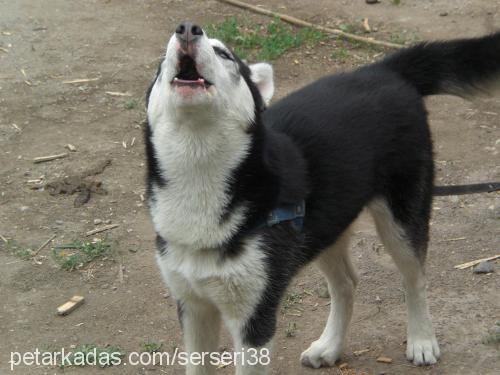 carlos Erkek Alaskan Malamute