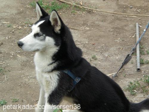 carlos Erkek Alaskan Malamute