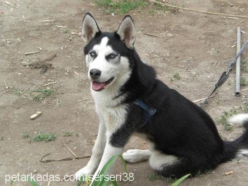 carlos Erkek Alaskan Malamute