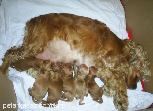 mischa Dişi Amerikan Cocker Spaniel