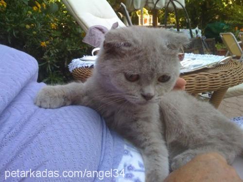 balşeker Erkek Scottish Fold