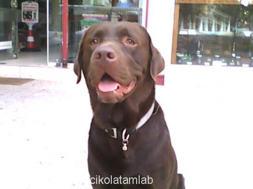 paşa Erkek Labrador Retriever