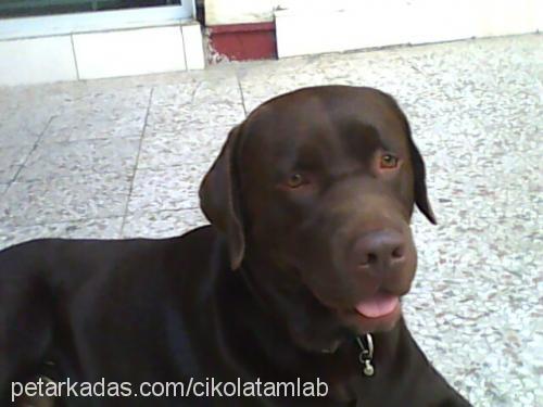 paşa Erkek Labrador Retriever