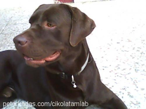 paşa Erkek Labrador Retriever