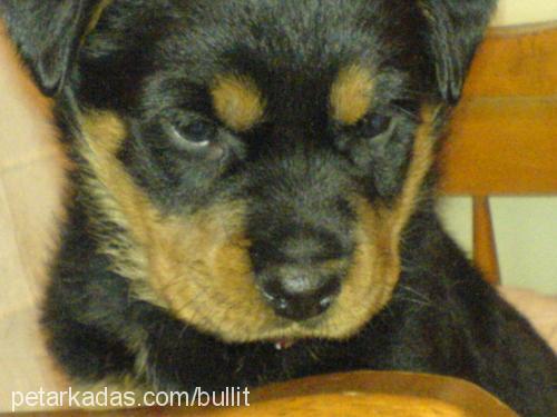 eka Dişi Rottweiler