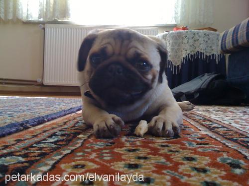 punky Dişi Pug