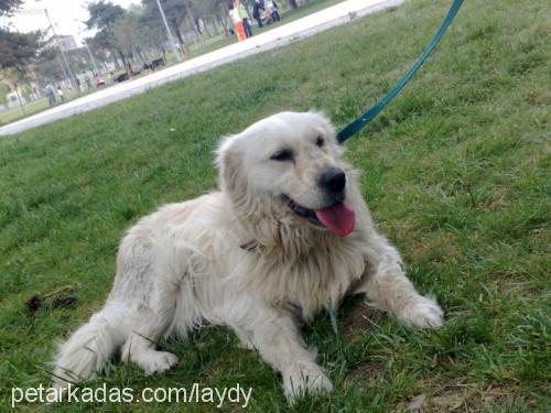 miço Erkek Golden Retriever