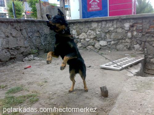 hector Erkek Alman Çoban Köpeği