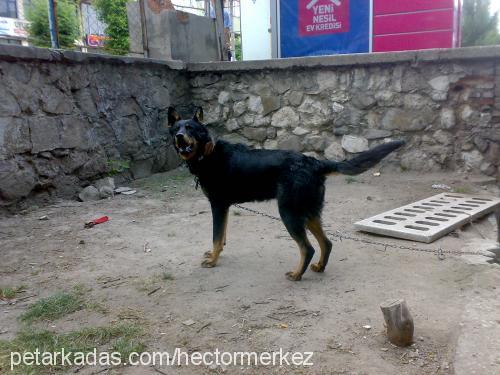 hector Erkek Alman Çoban Köpeği