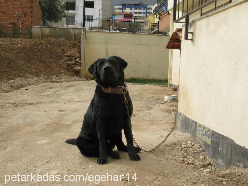 cesar Erkek Labrador Retriever