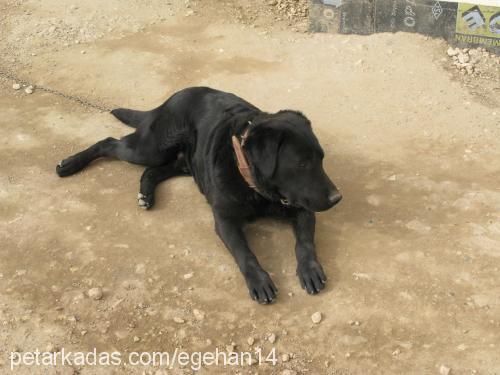 cesar Erkek Labrador Retriever