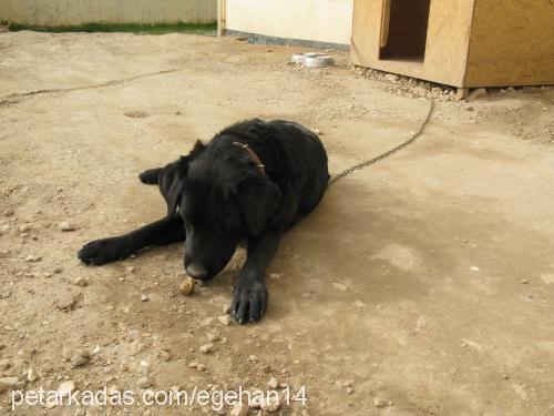 cesar Erkek Labrador Retriever