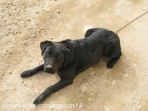 cesar Erkek Labrador Retriever