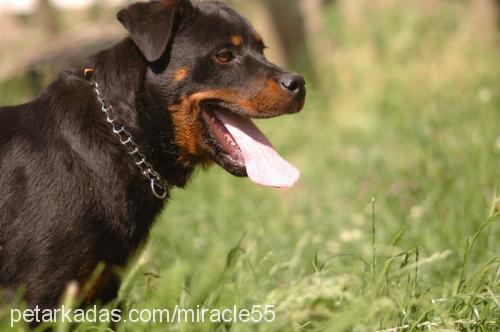 İvan Erkek Rottweiler