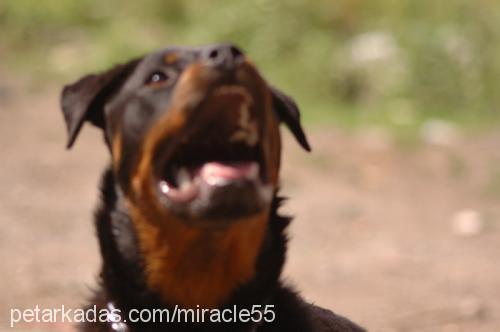 İvan Erkek Rottweiler