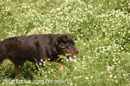 İvan Erkek Rottweiler