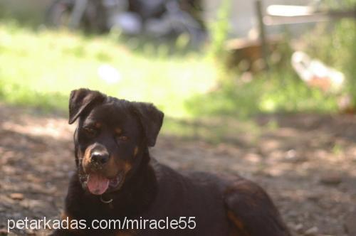 İvan Erkek Rottweiler