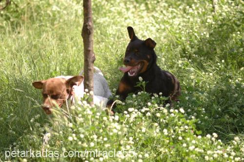 İvan Erkek Rottweiler