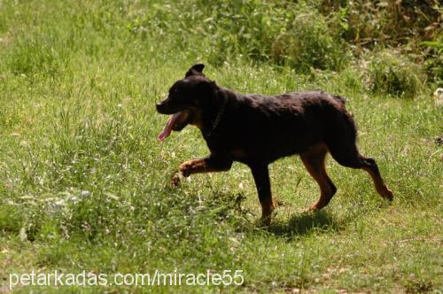 İvan Erkek Rottweiler