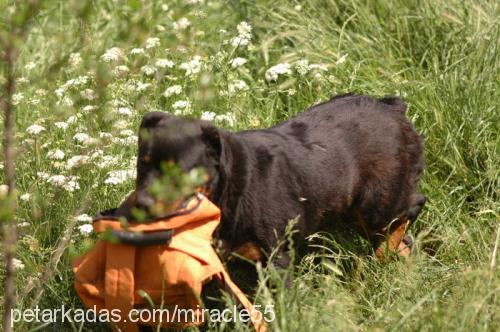 İvan Erkek Rottweiler