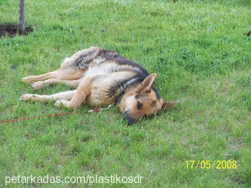 şarap Dişi Alman Çoban Köpeği