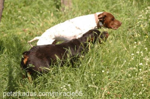 İvan Erkek Rottweiler