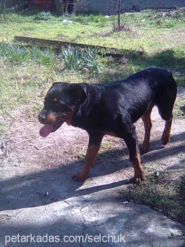 zeliş Dişi Rottweiler