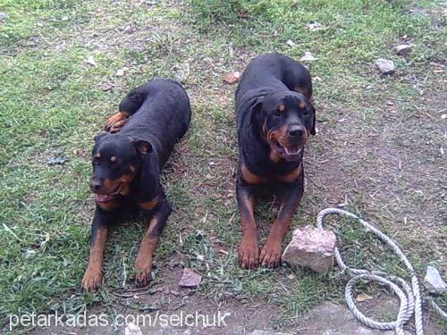 efe Erkek Rottweiler