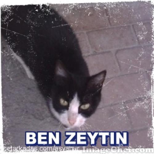 zeytİn Dişi Tekir Kedi