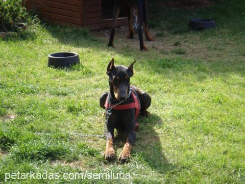 dela Dişi Doberman Pinscher