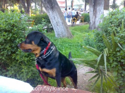 daisy Dişi Rottweiler