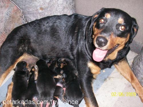 daisy Dişi Rottweiler