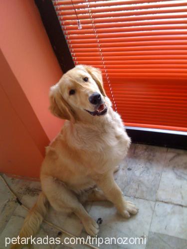 hector Erkek Golden Retriever