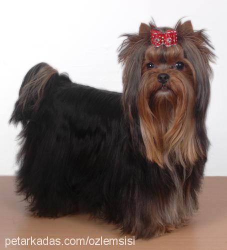 octavia Dişi Yorkshire Terrier