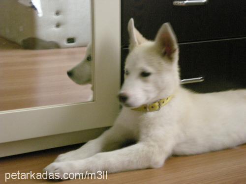 tekila Dişi Sibirya Kurdu (Husky)