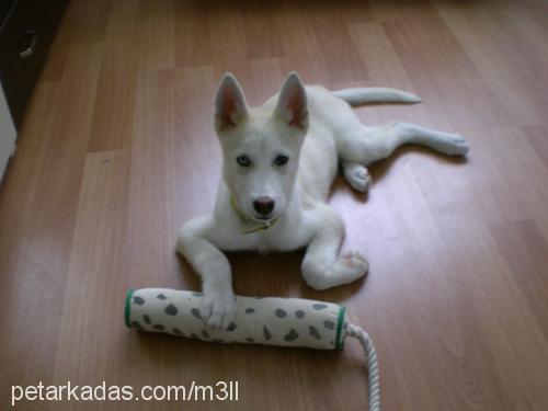 tekila Dişi Sibirya Kurdu (Husky)