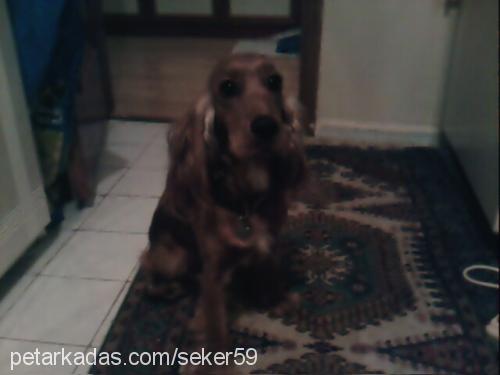 şeker Dişi İngiliz Cocker Spaniel