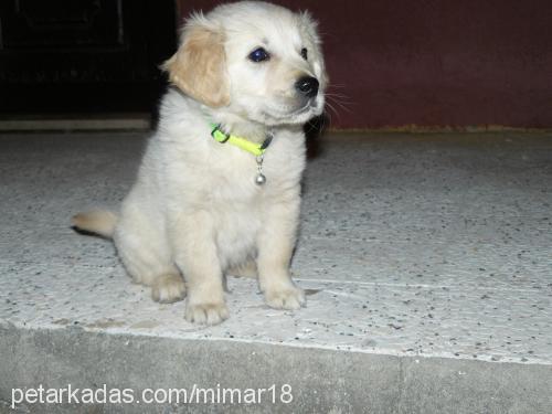 oscar Erkek Golden Retriever