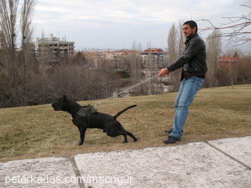 body Erkek Amerikan Pitbull Terrier