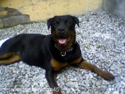 liza Dişi Rottweiler